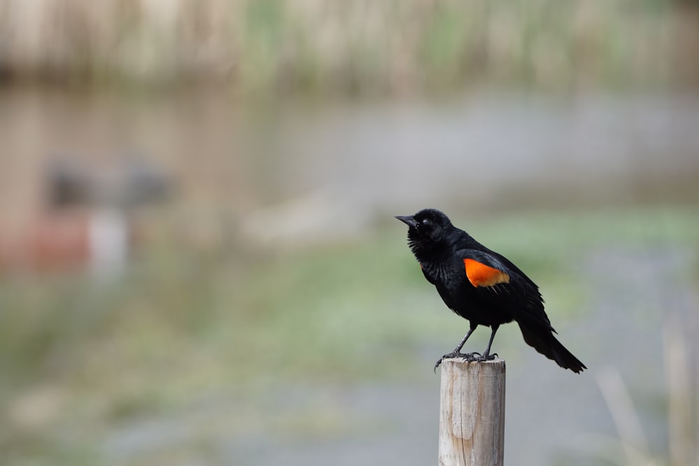 black bird on brown wooden post during daytime