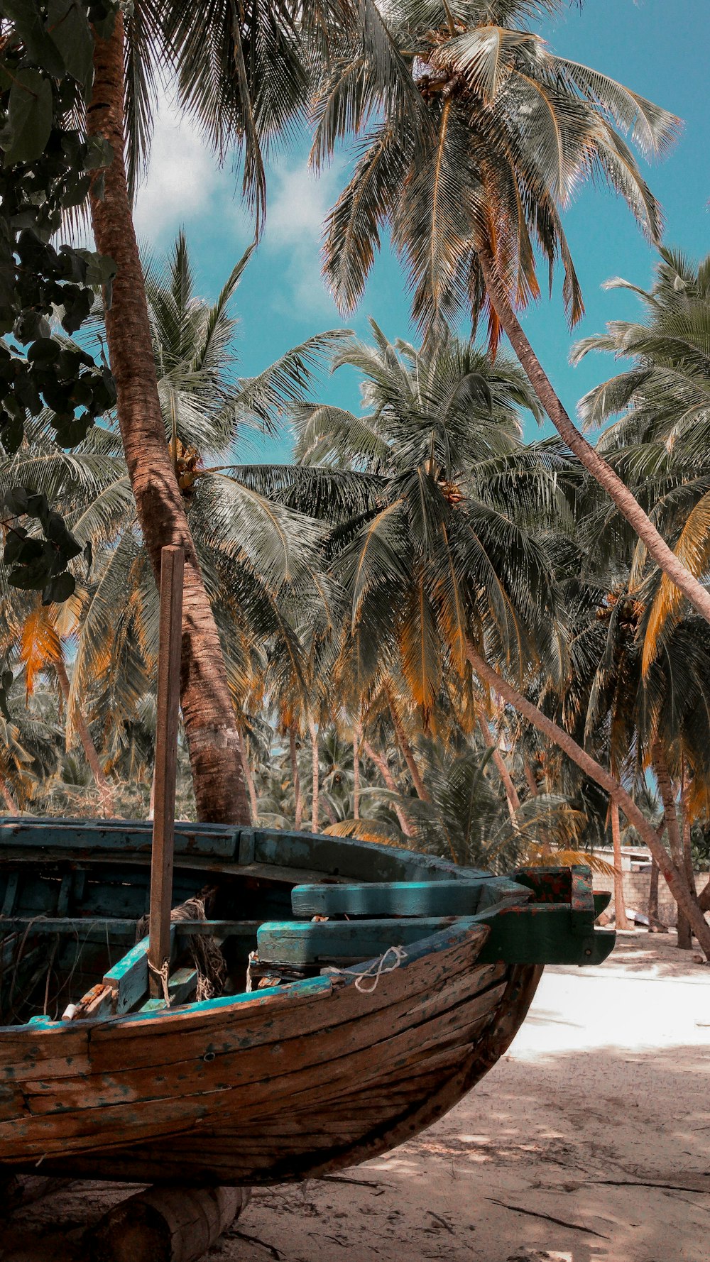 green coconut tree near body of water during daytime