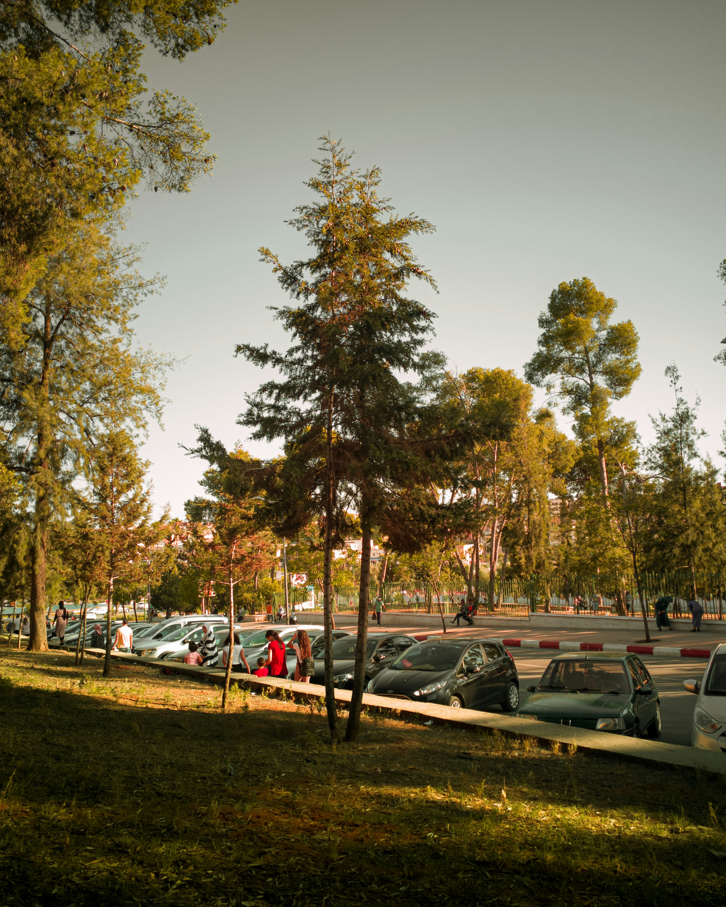 cars parked on parking lot near trees during daytime