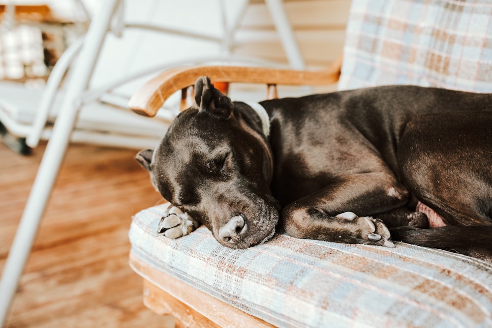 black short coat medium dog lying on brown wooden floor