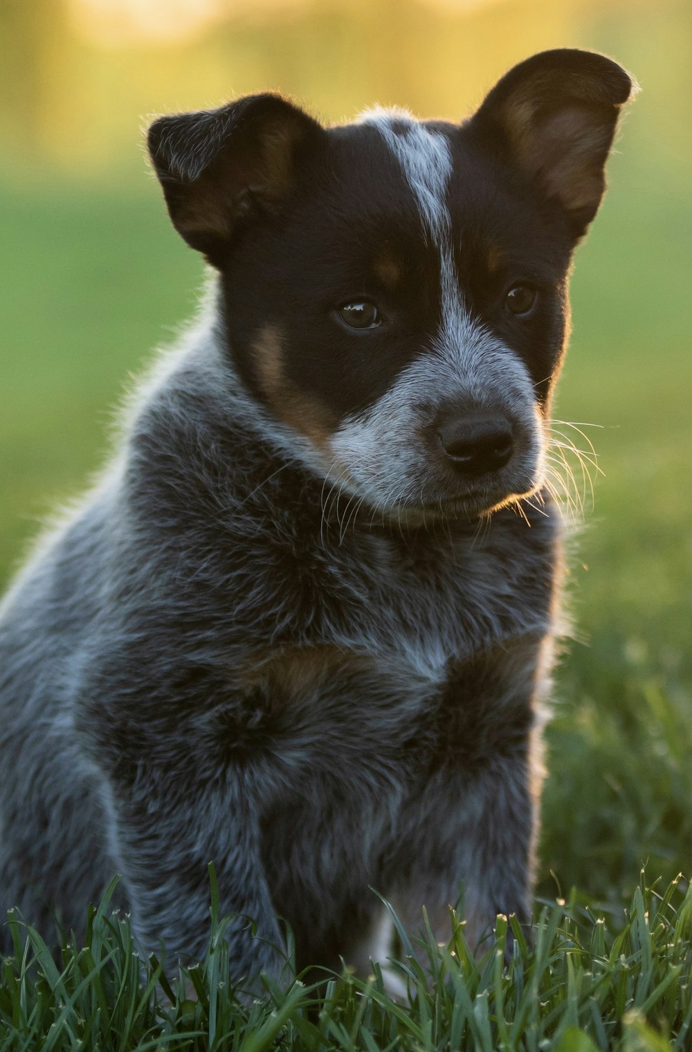 black and white short coated dog on green grass during daytime