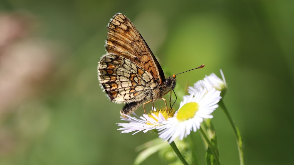 brown and black butterfly perched on white daisy flower in close up photography during daytime