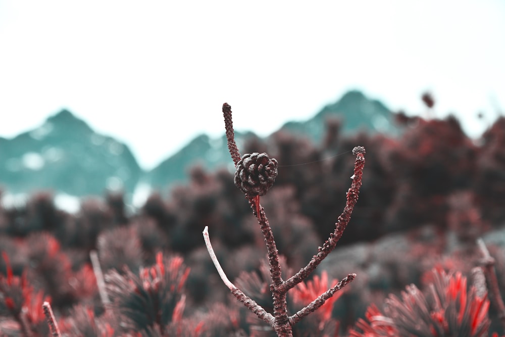 brown plant in tilt shift lens