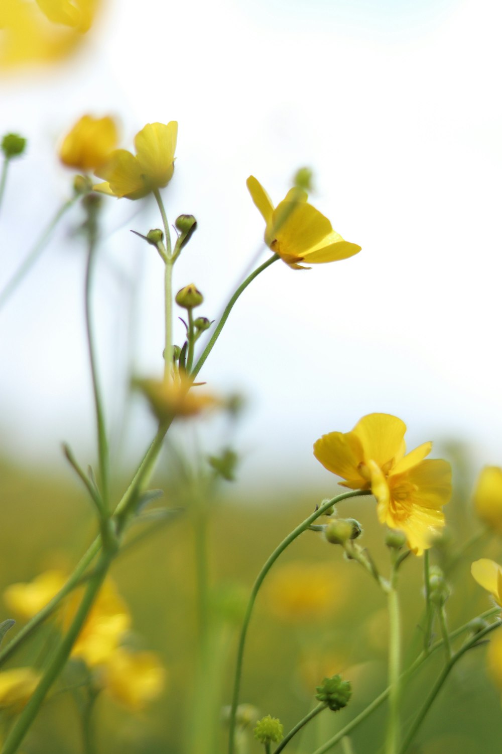 Narcisi gialli in fiore durante il giorno