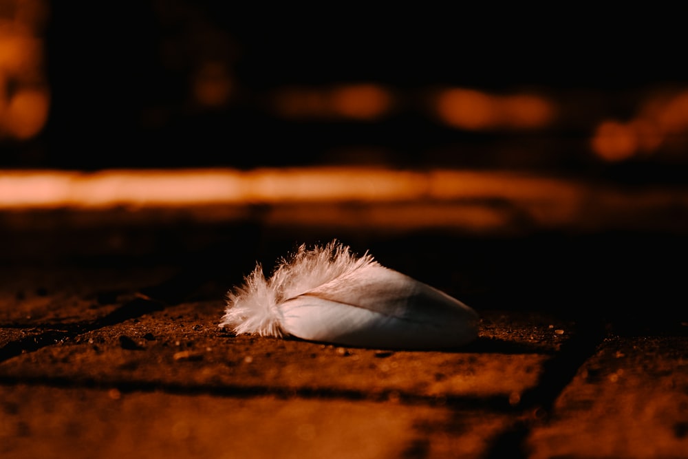 white feather on brown soil