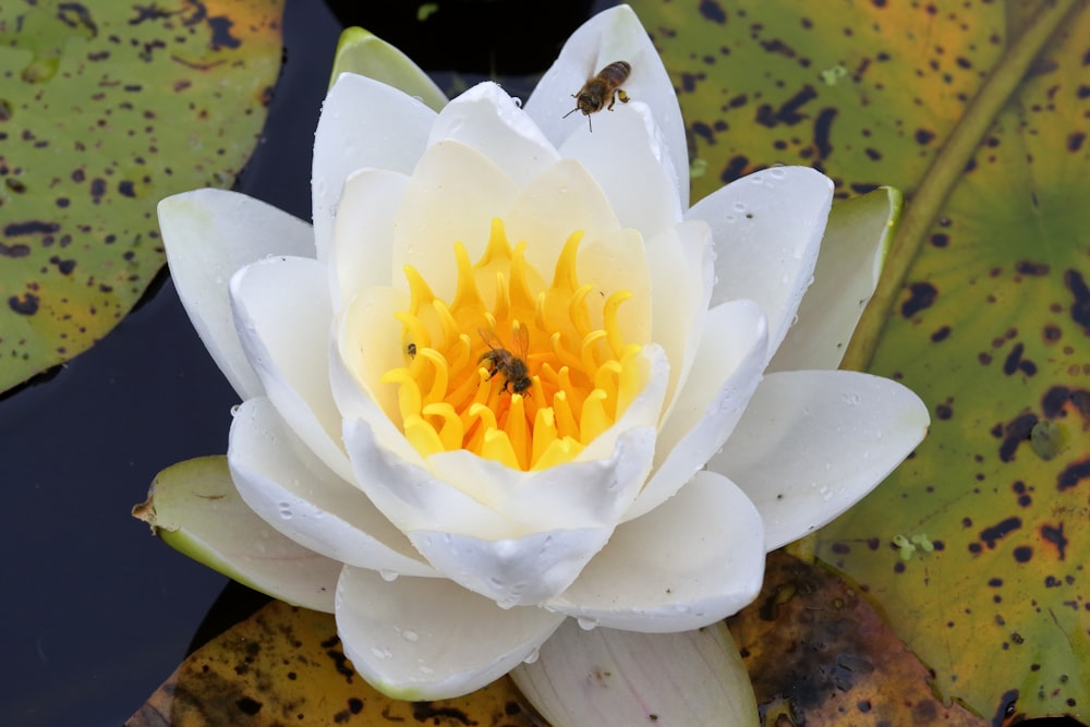 a white water lily with a bee on it