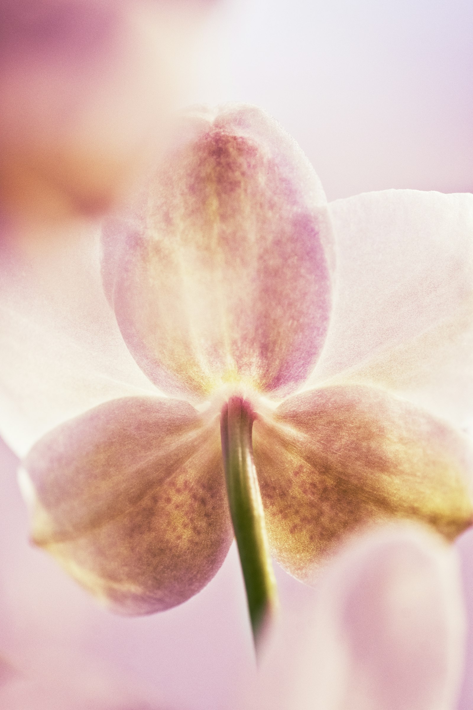 Nikon D500 + Tamron SP 90mm F2.8 Di VC USD 1:1 Macro sample photo. Purple flower in macro photography