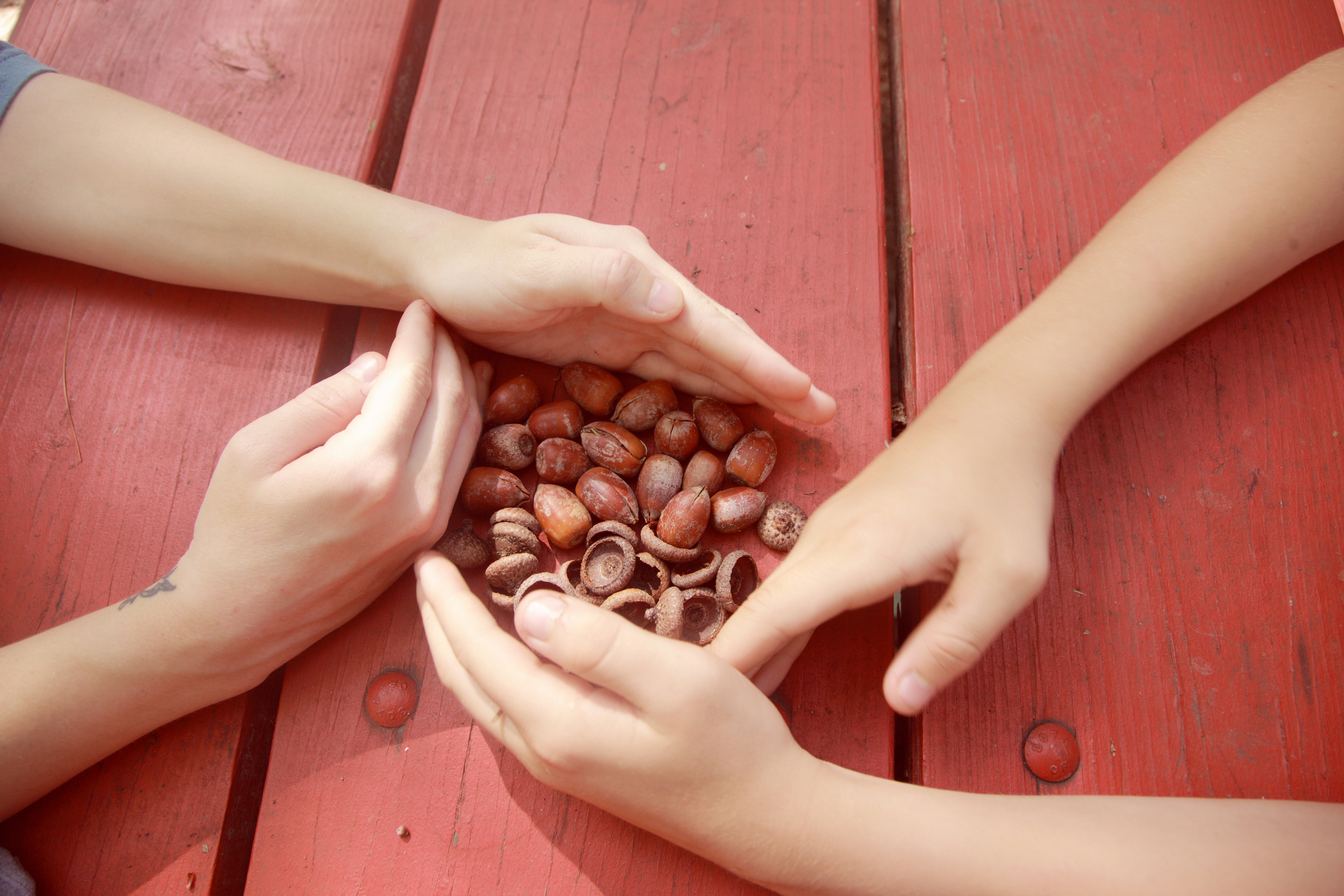 Collecting acorns and caps at camp.