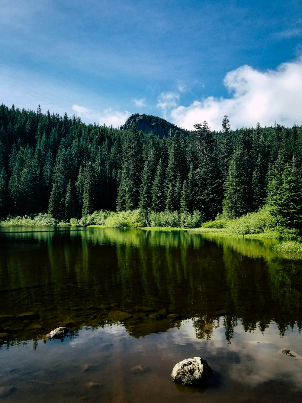 green pine trees beside river under blue sky during daytime