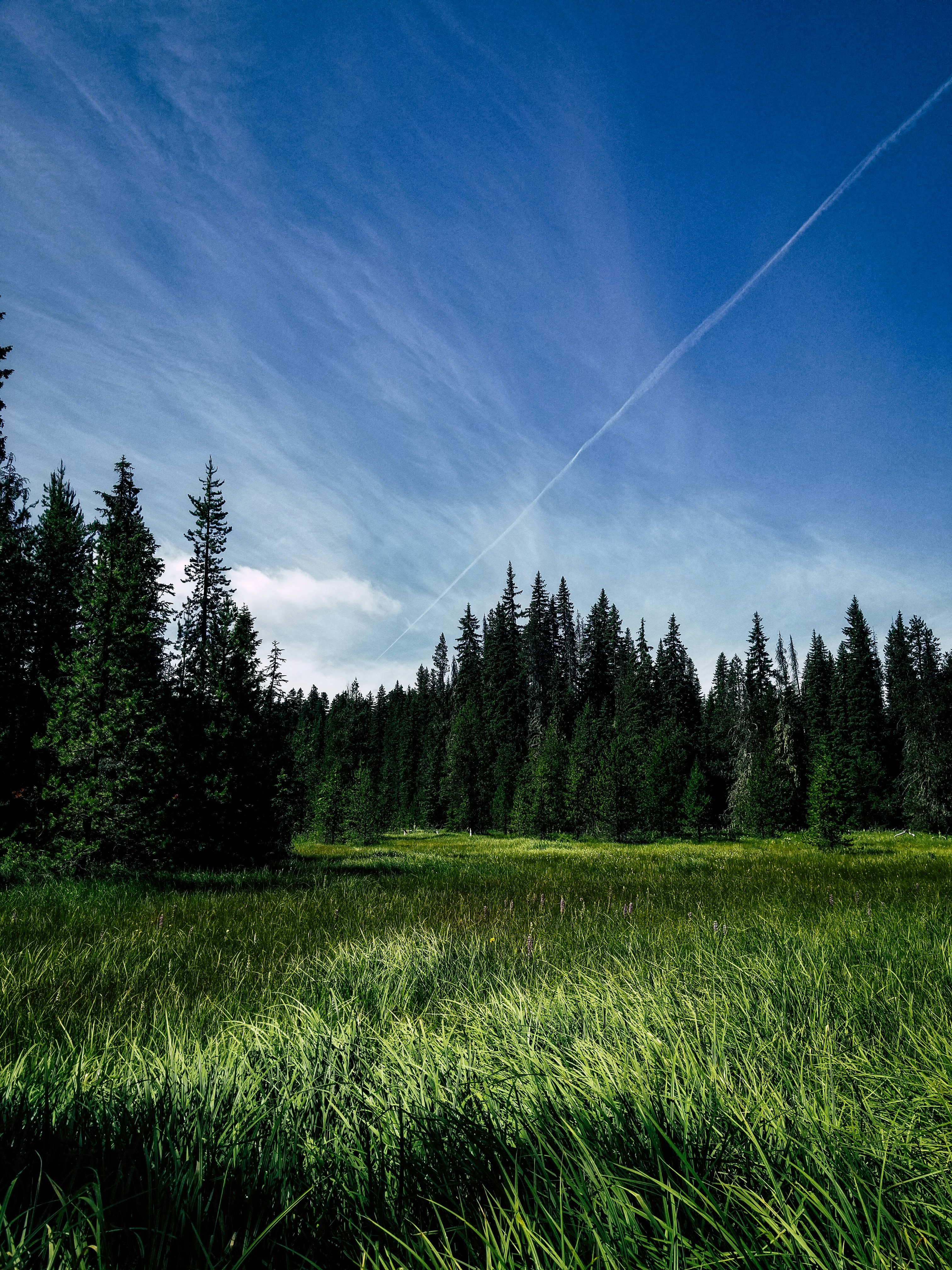 green grass field and green trees under blue sky