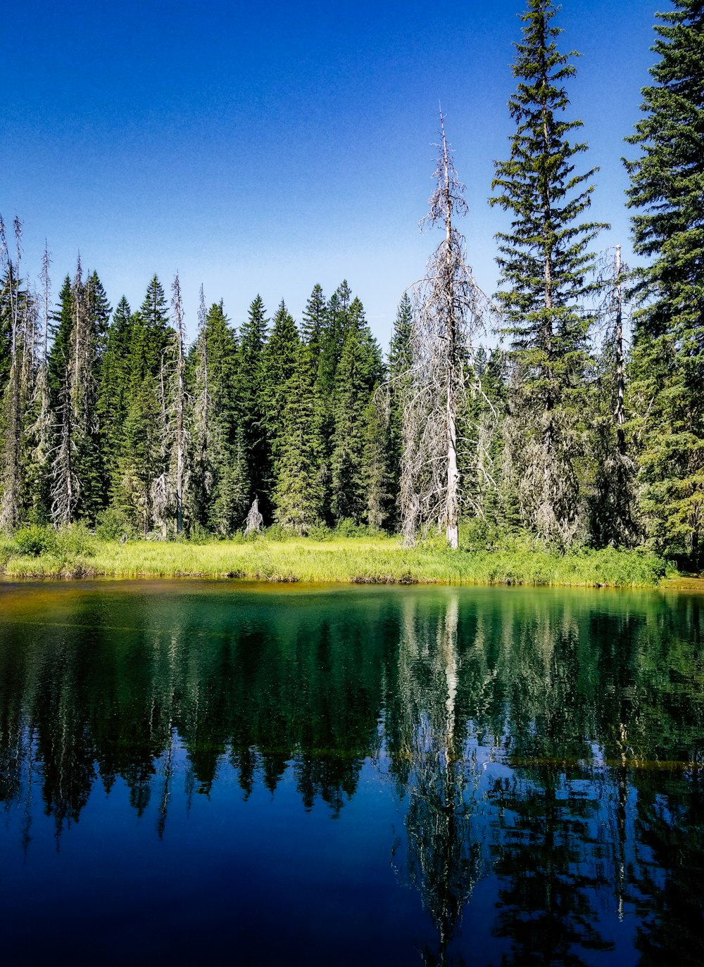 green trees beside river under blue sky during daytime