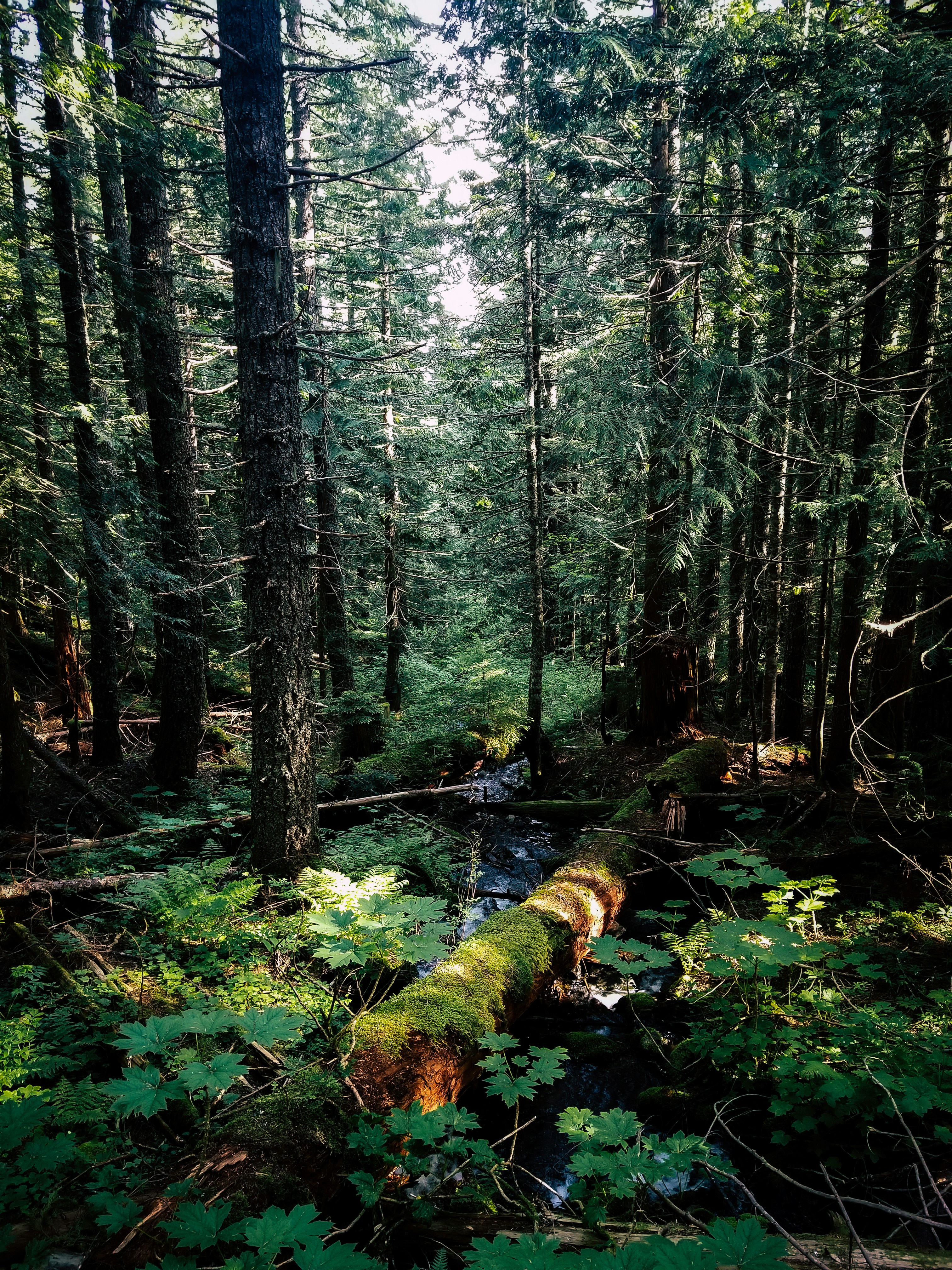 green trees and plants during daytime