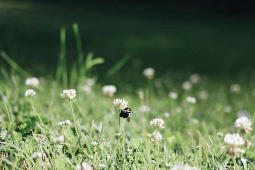 white flowers in tilt shift lens