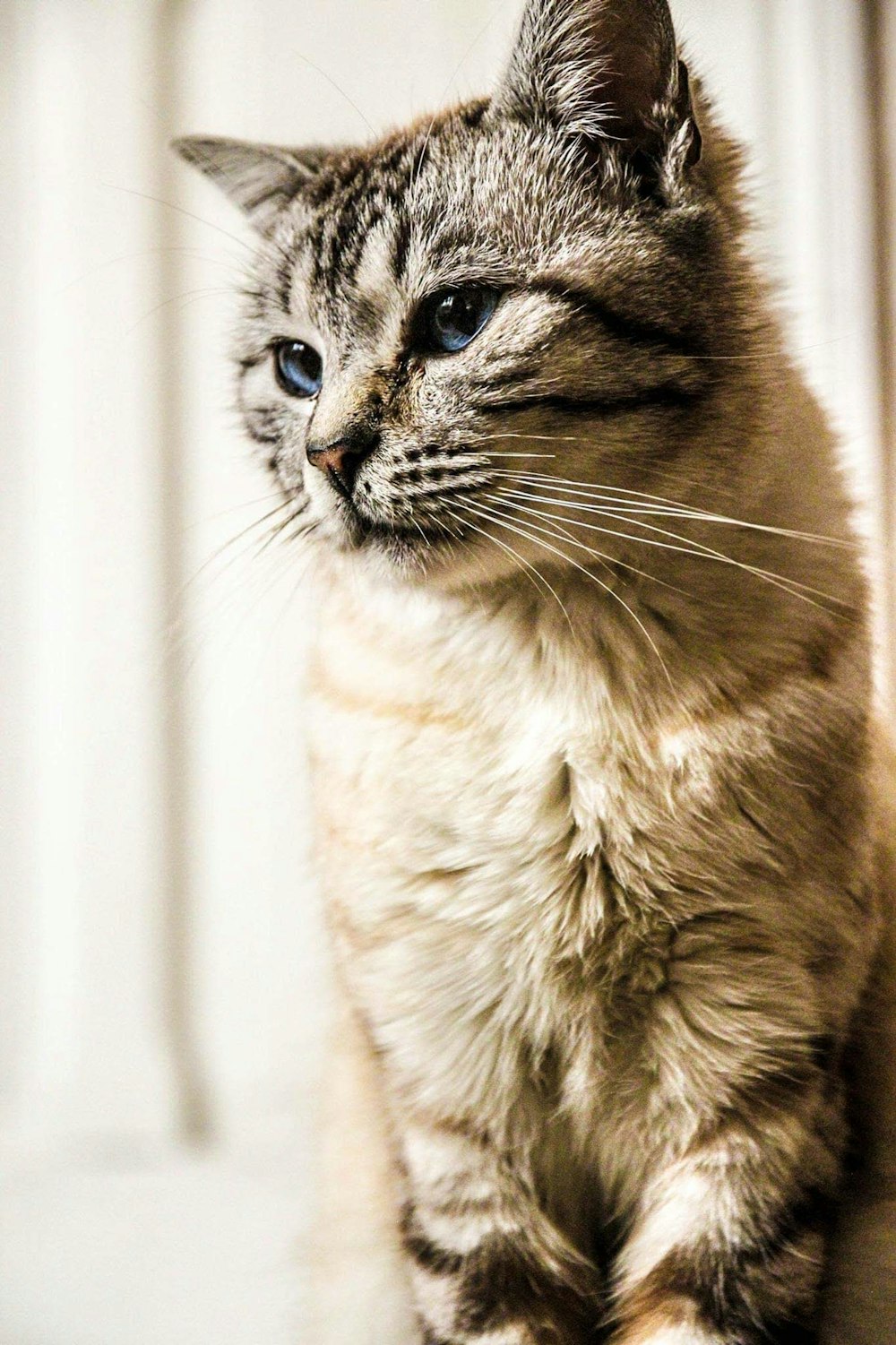 white and brown tabby cat