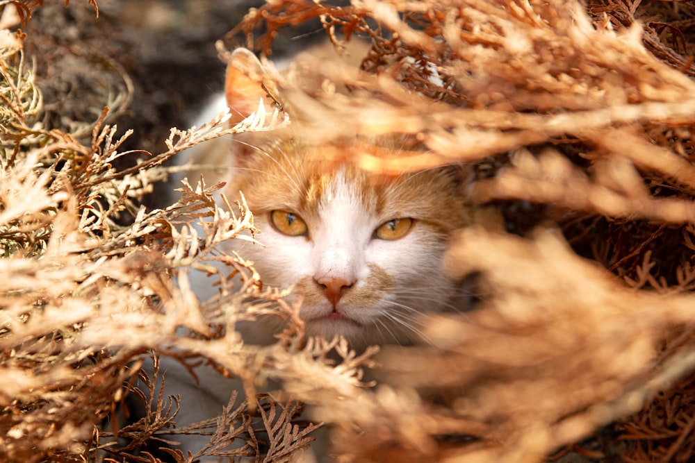 orange and white cat on brown dried leaves during daytime