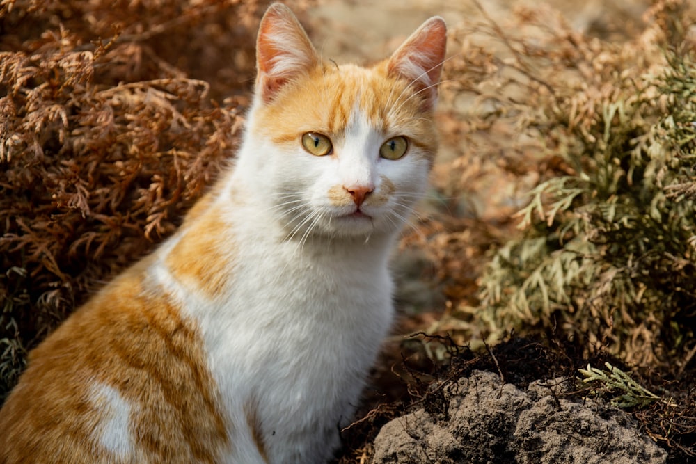 orange and white cat on brown dried leaves
