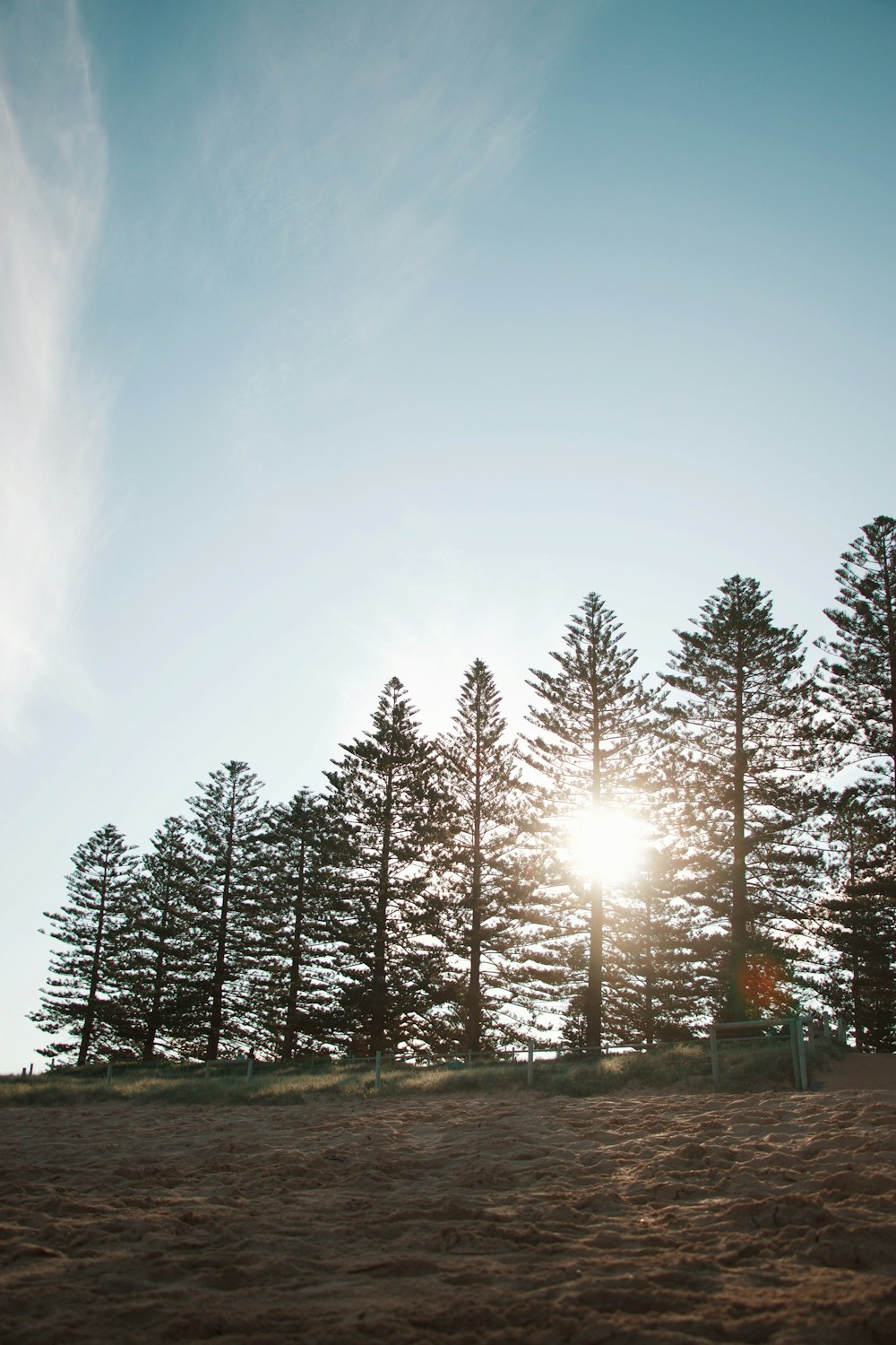 green pine trees under blue sky during daytime