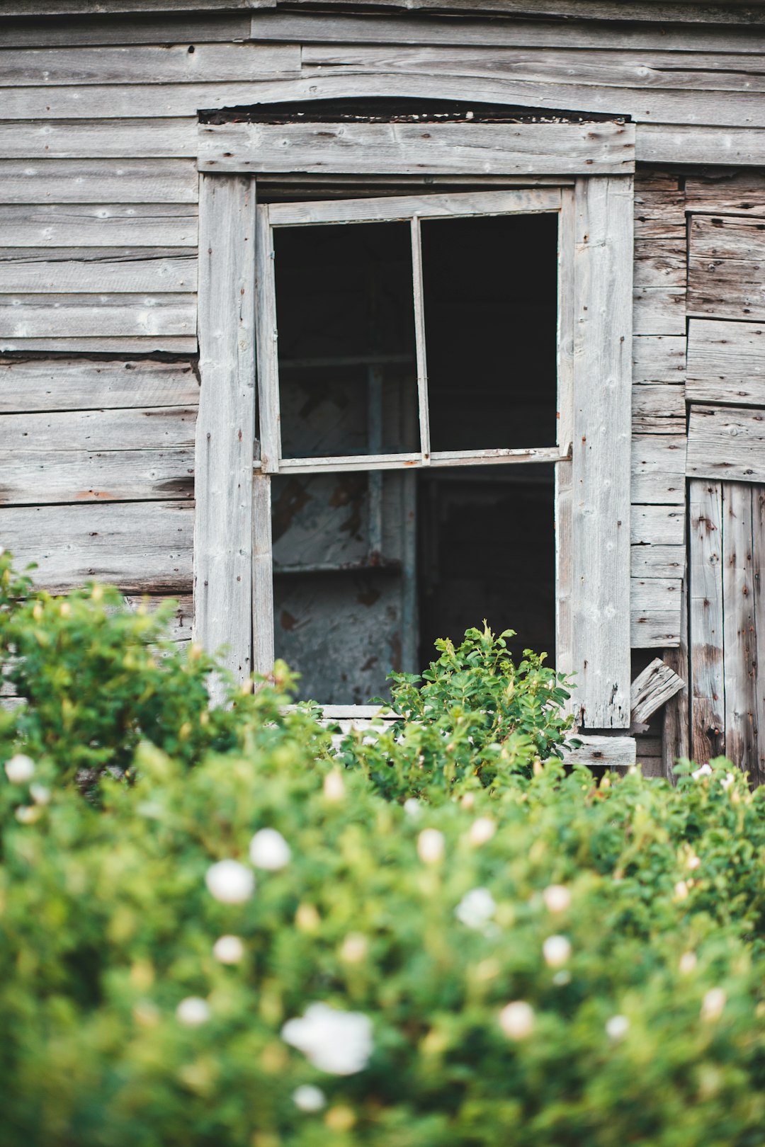 brown wooden door with white flower