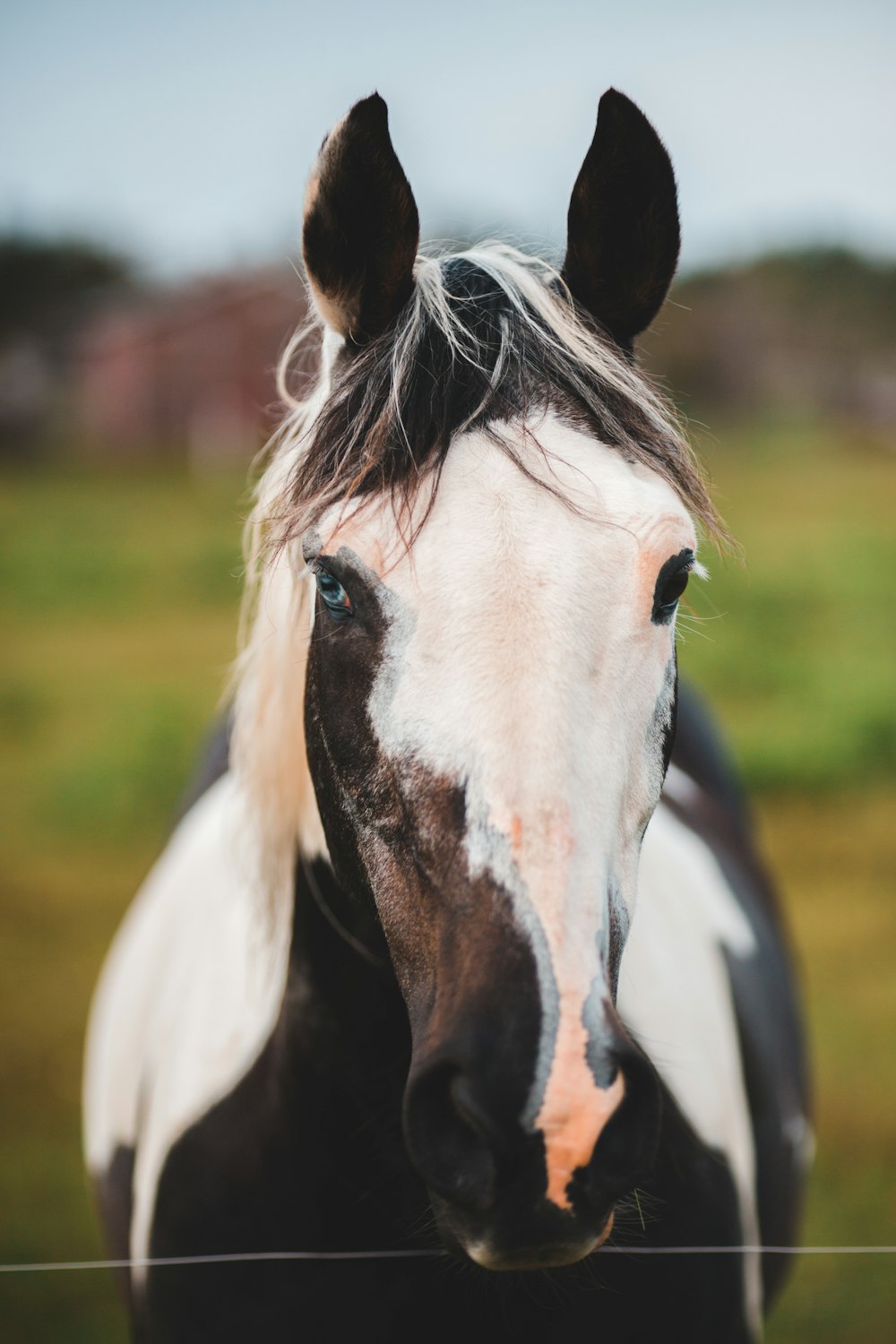 white and black horse on green grass field during daytime