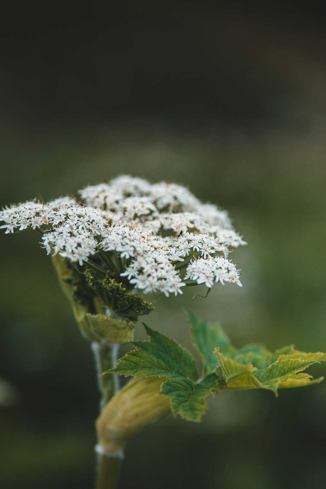 white flowers in tilt shift lens