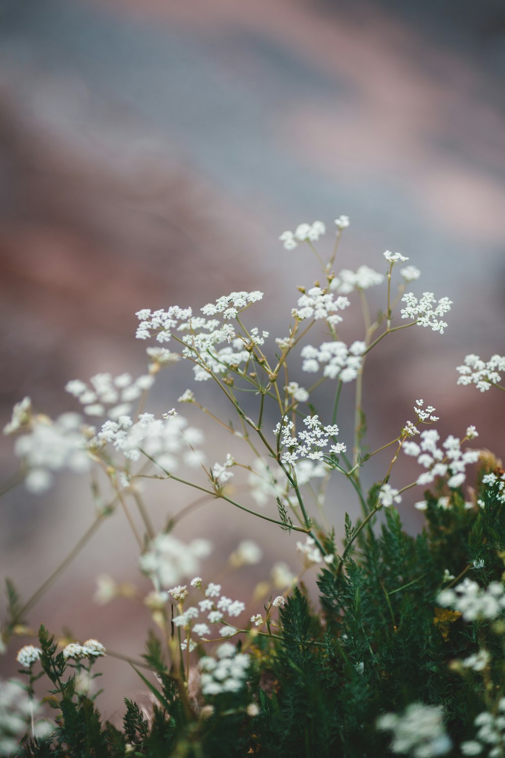 white flowers in tilt shift lens