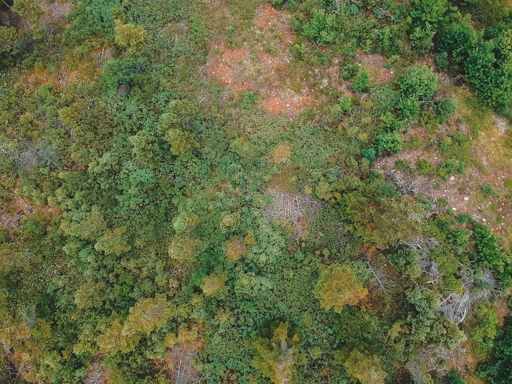 green and brown trees during daytime