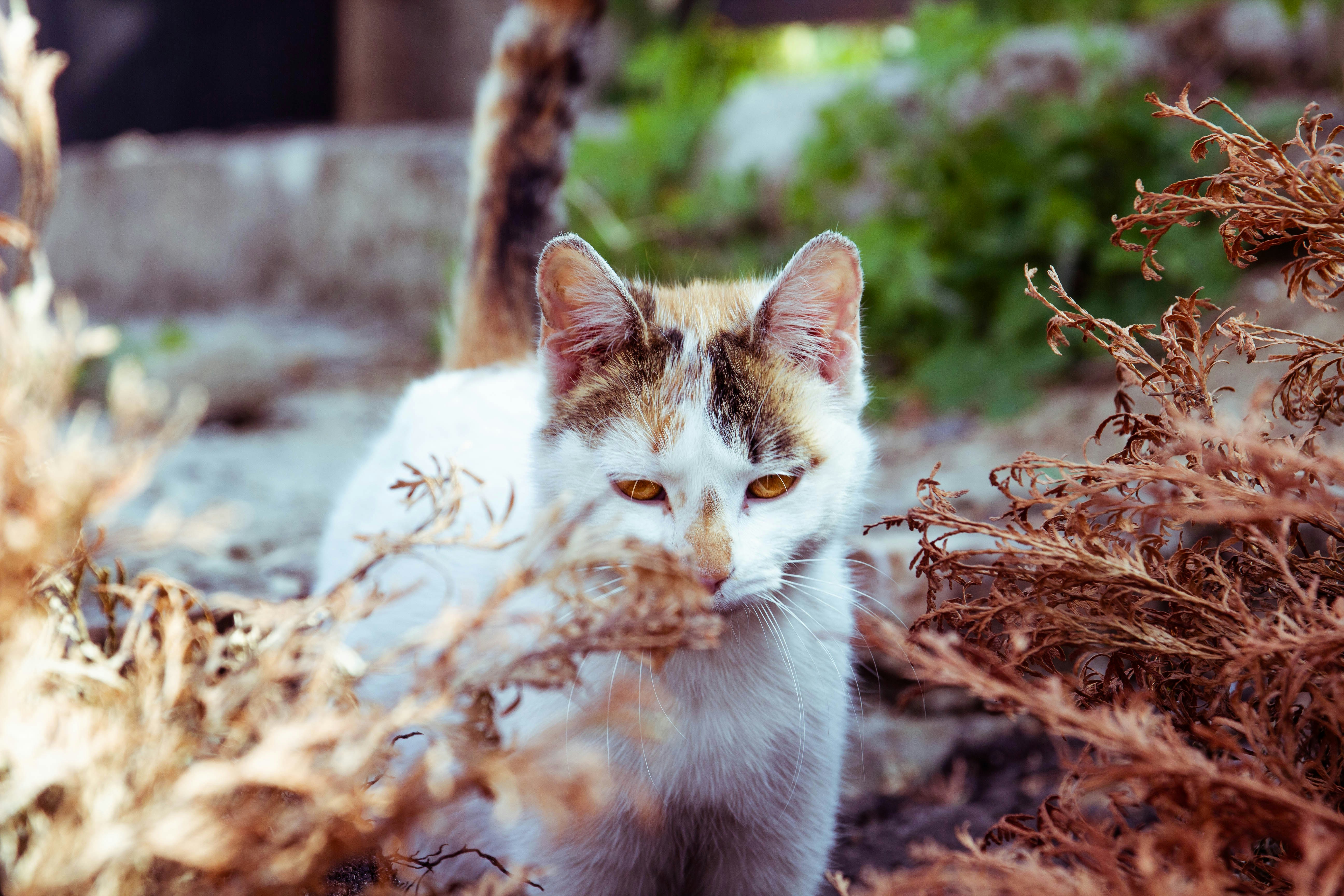 Photo by coralineart