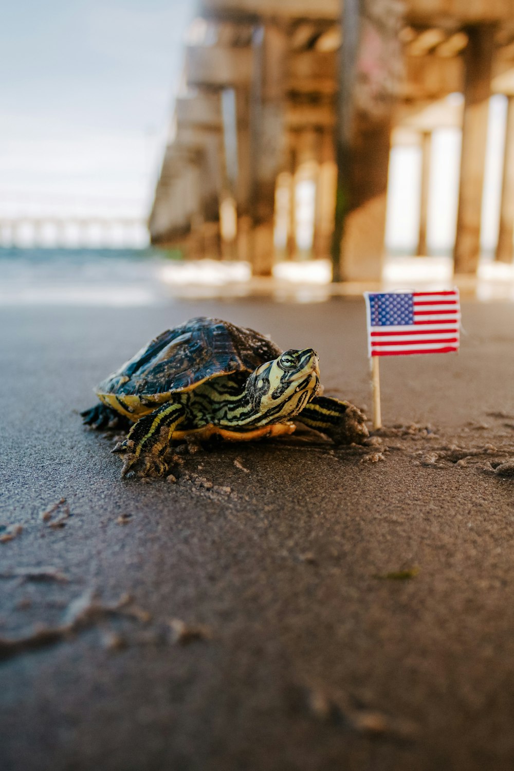 black and yellow turtle on beach shore during daytime