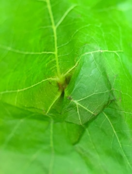 Close-up view of a vibrant green leaf, showcasing intricate vein patterns across its surface. The leaf has a central vein branching out to smaller veins, creating a natural, textured appearance.