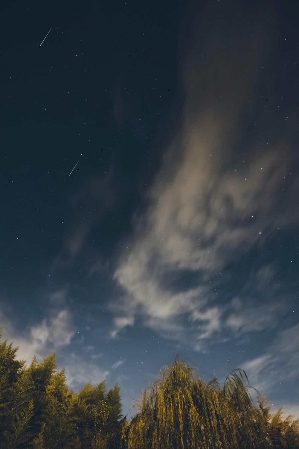 arbres verts sous le ciel bleu pendant la nuit