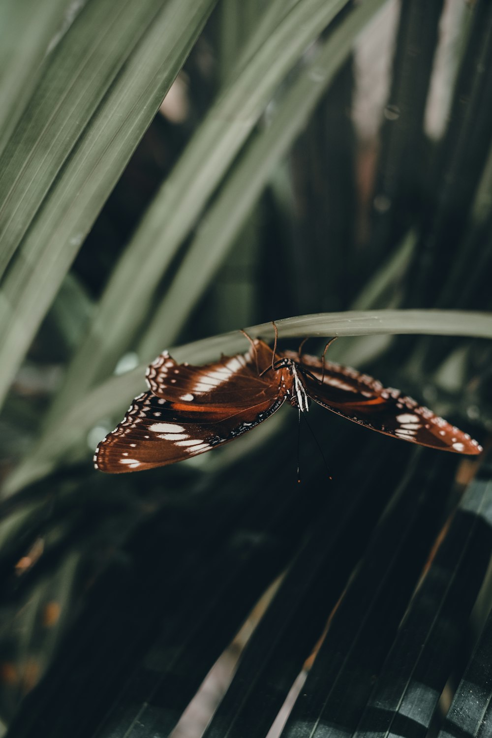 black and brown butterfly on green plant