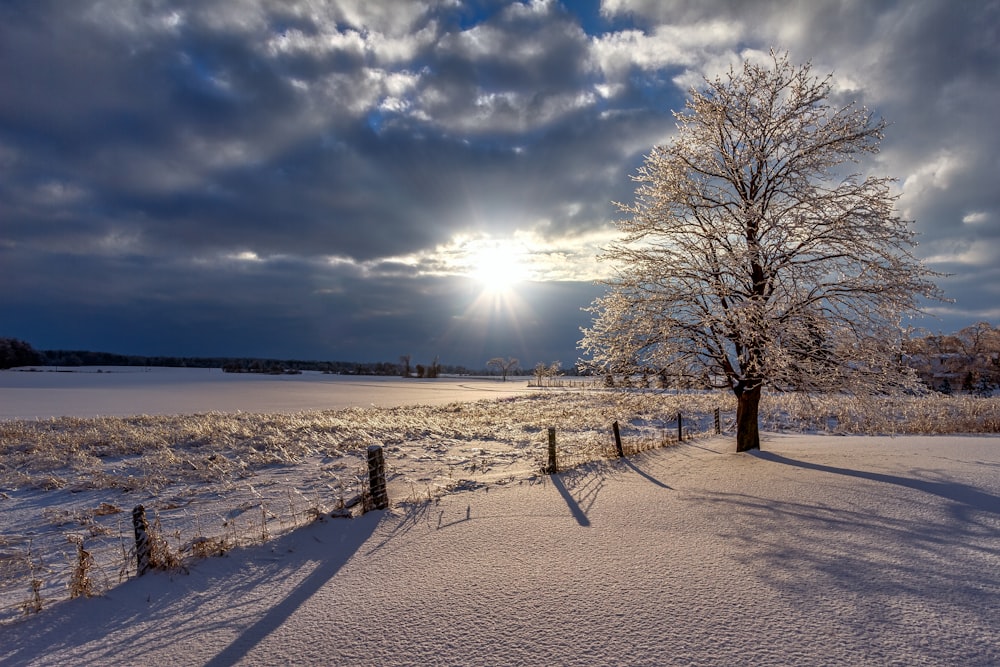 leafless tree on snow covered ground during daytime