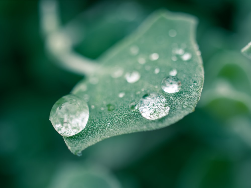 water droplets on green leaf