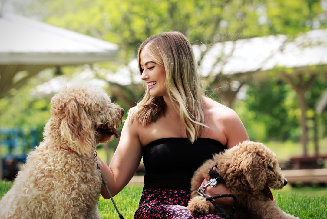 A woman laughs with her goldendoodle dogs.