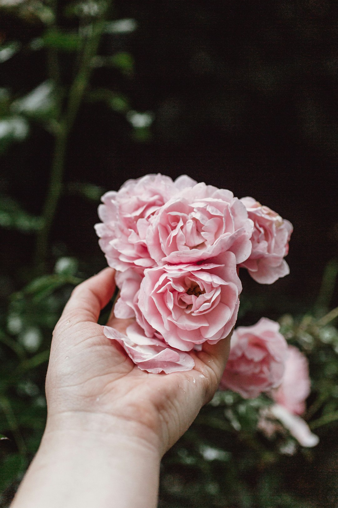 person holding pink rose in bloom during daytime