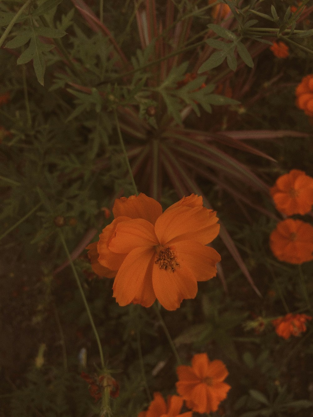 orange flower in tilt shift lens