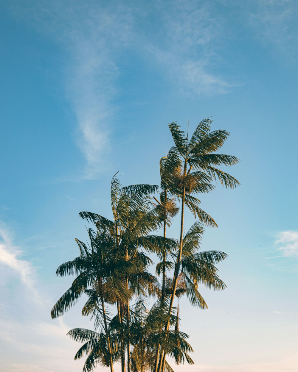 Palmera verde bajo el cielo azul durante el día