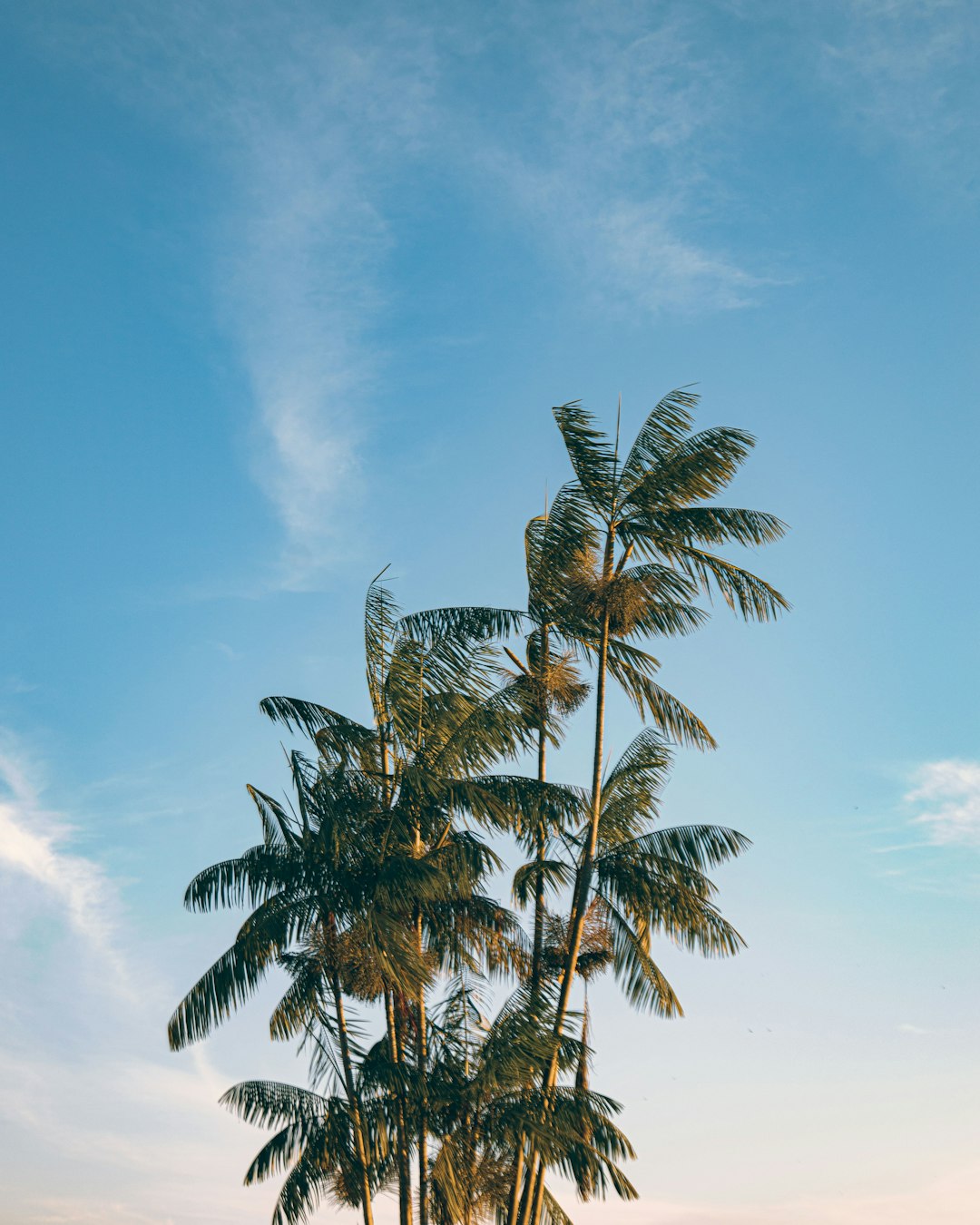 Tropics photo spot Manaus Brasil