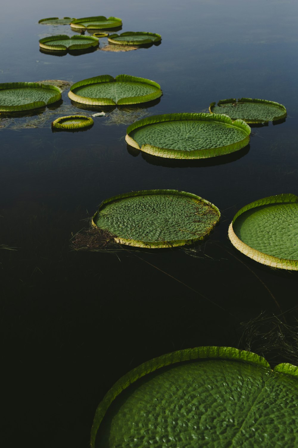 green and white round pad on water