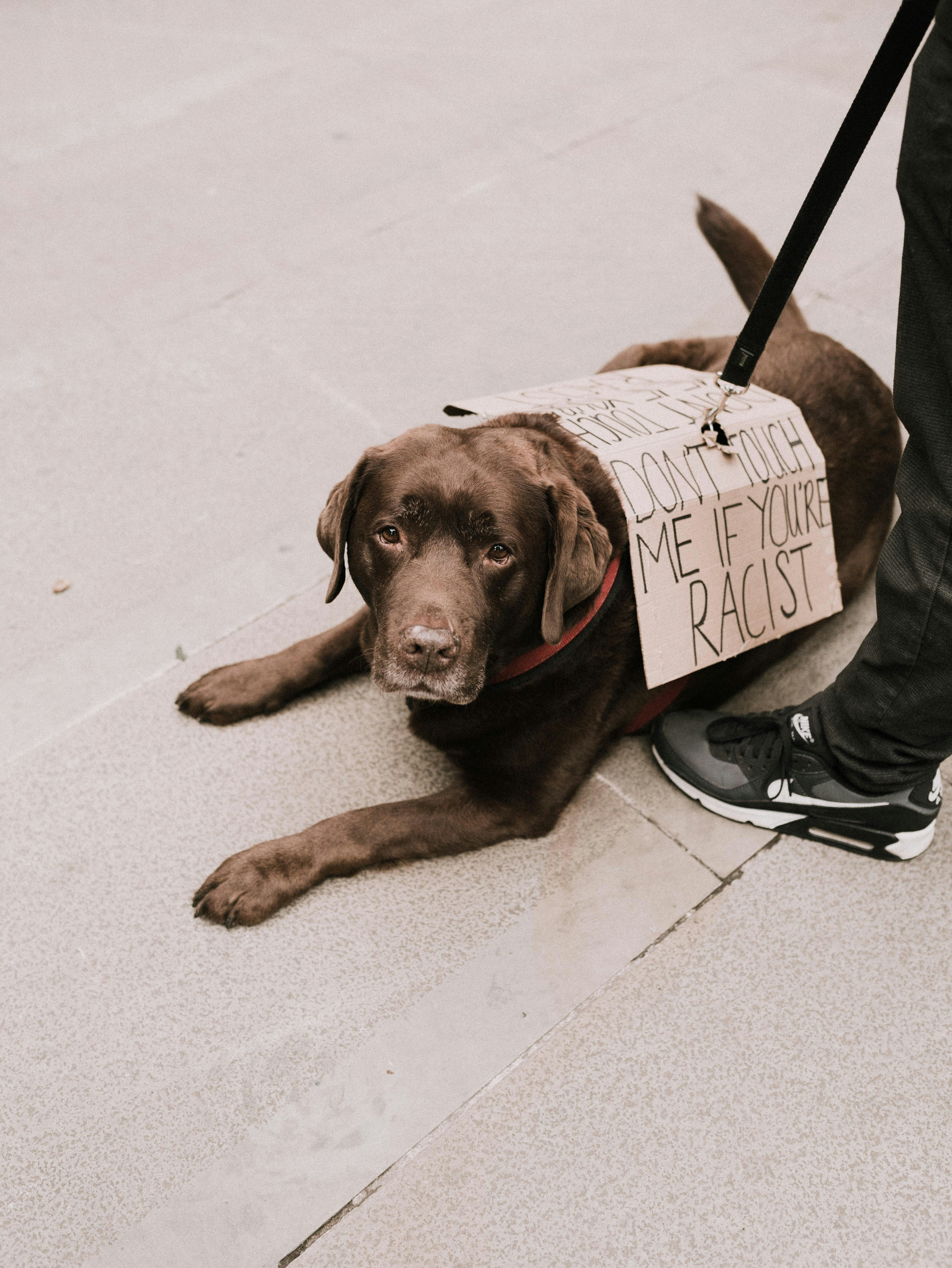 brown short coated dog lying on gray concrete floor