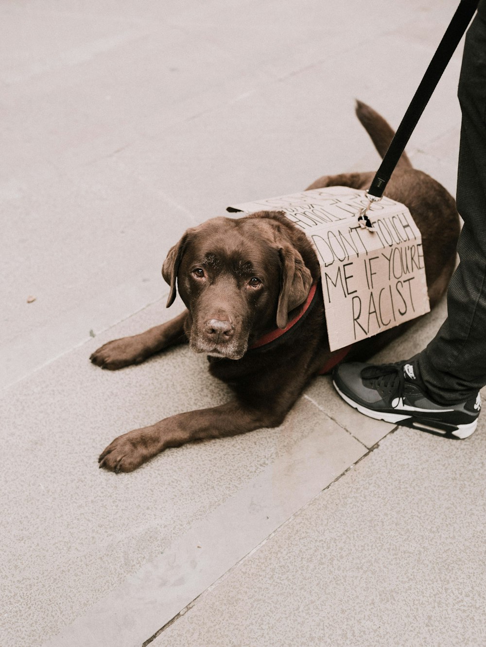 brown short coated dog lying on gray concrete floor