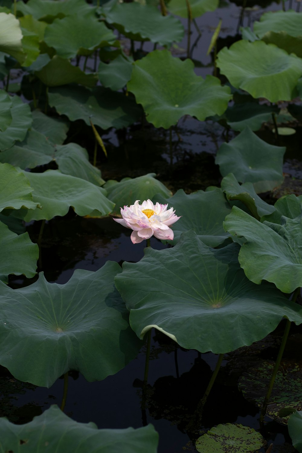 white and yellow flower with green leaves