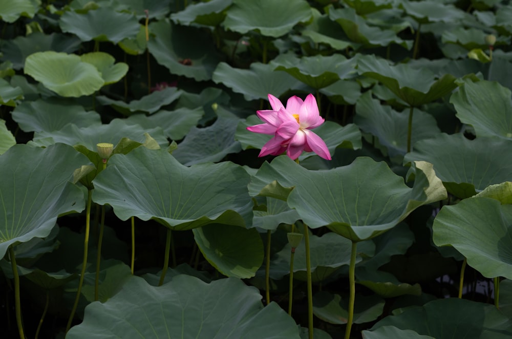 pink flower with green leaves