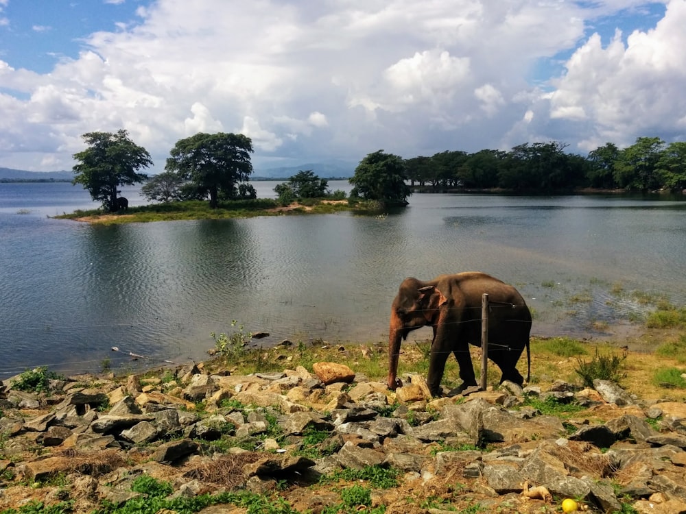 brown elephant on river during daytime