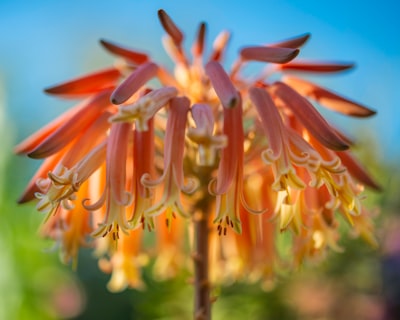 orange and yellow flower in tilt shift lens bells google meet background