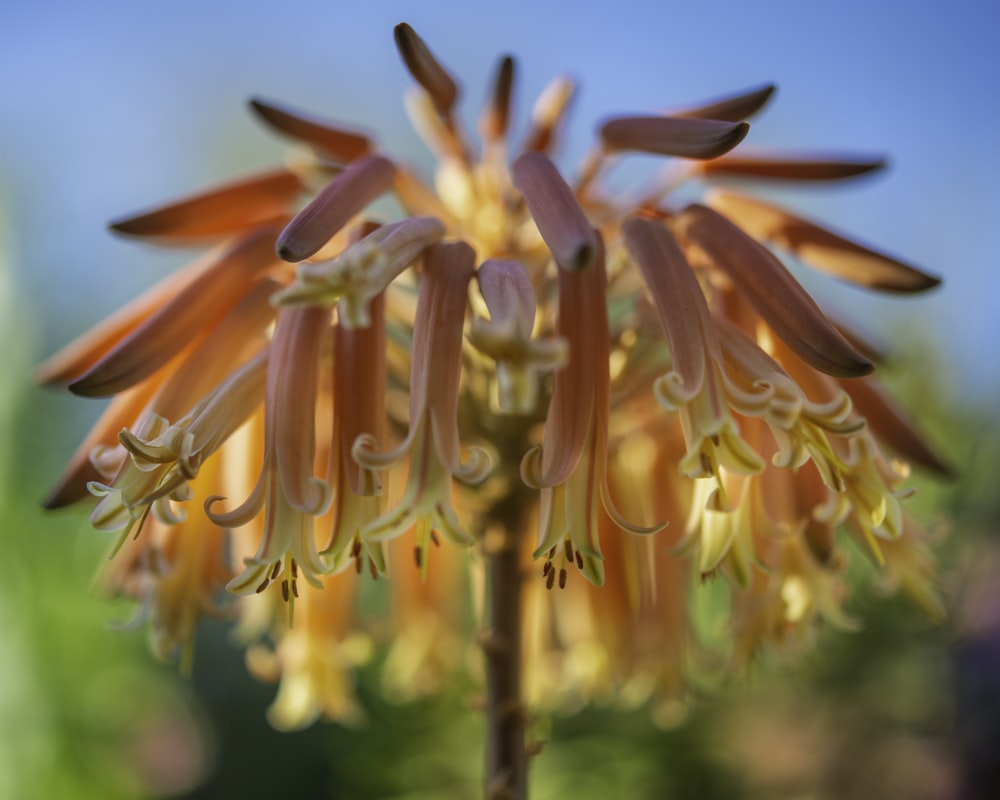 orange and yellow flower in tilt shift lens