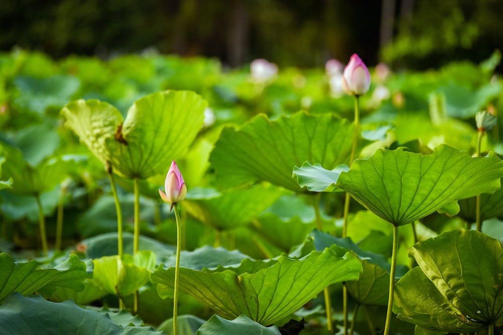 pink lotus flower in bloom during daytime