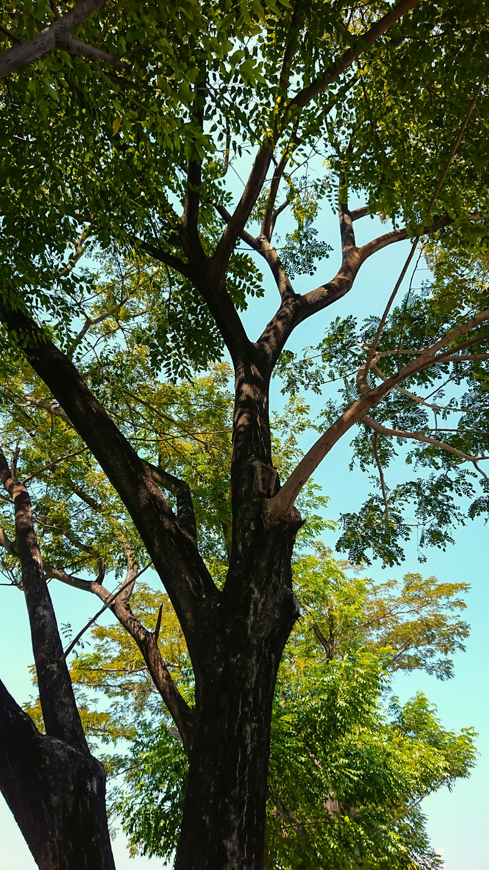 green tree under blue sky during daytime