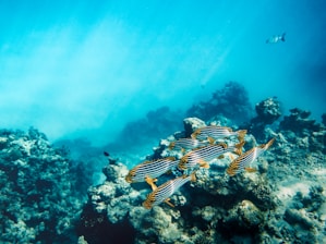 white and black striped fish