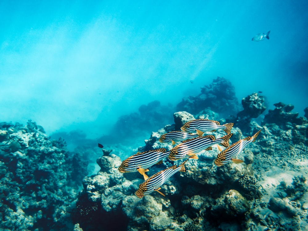 white and black striped fish